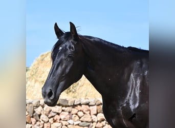 Menorcaanse, Merrie, 3 Jaar, 162 cm, Zwart