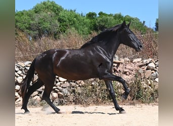 Menorcaanse, Merrie, 3 Jaar, 162 cm, Zwart
