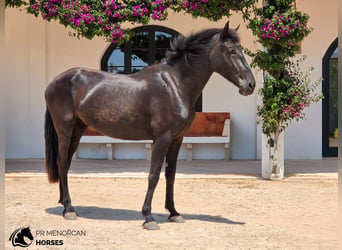 Menorcaanse, Merrie, 3 Jaar, 165 cm, Zwart