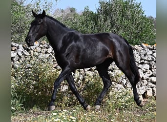 Menorcaanse, Merrie, 3 Jaar, 166 cm, Zwart