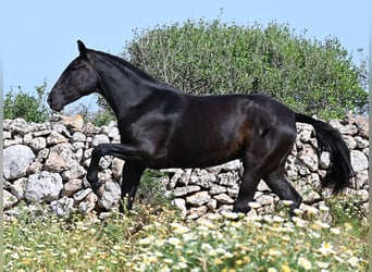 Menorcaanse, Merrie, 3 Jaar, 166 cm, Zwart