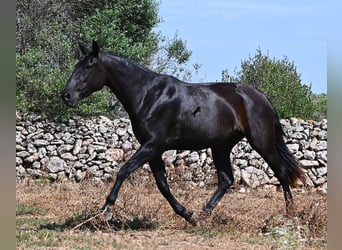 Menorcaanse, Merrie, 3 Jaar, 166 cm, Zwart