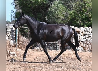 Menorcaanse, Merrie, 3 Jaar, 166 cm, Zwart