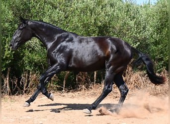 Menorcaanse, Merrie, 3 Jaar, 166 cm, Zwart