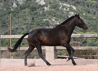 Menorcaanse, Merrie, 3 Jaar, 166 cm, Zwart