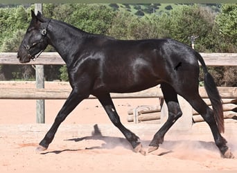 Menorcaanse, Merrie, 3 Jaar, 167 cm, Zwart