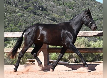 Menorcaanse, Merrie, 3 Jaar, 167 cm, Zwart