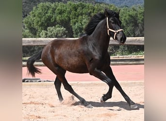 Menorcaanse, Merrie, 3 Jaar, 169 cm, Zwart