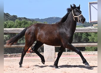 Menorcaanse, Merrie, 3 Jaar, 169 cm, Zwart