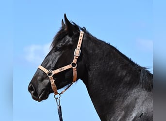 Menorcaanse, Merrie, 3 Jaar, 169 cm, Zwart