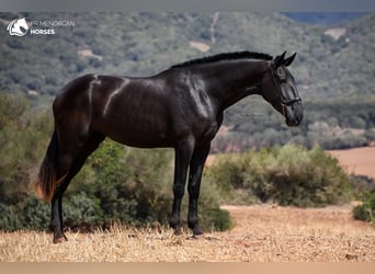 Menorcaanse, Merrie, 3 Jaar, 174 cm, Zwart