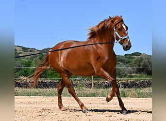 Menorcaanse, Merrie, 4 Jaar, 155 cm, Vos
