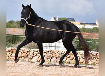 Menorcaanse, Merrie, 4 Jaar, 155 cm, Zwart