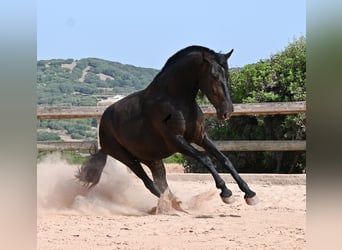 Menorcaanse, Merrie, 4 Jaar, 161 cm, Zwart