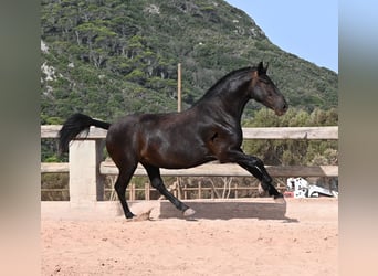 Menorcaanse, Merrie, 4 Jaar, 161 cm, Zwart
