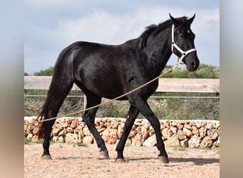 Menorcaanse, Merrie, 5 Jaar, 155 cm, Zwart