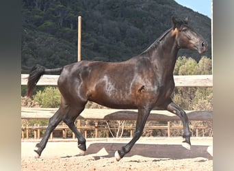 Menorcaanse, Merrie, 5 Jaar, 159 cm, Zwart