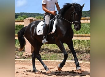 Menorcaanse, Merrie, 5 Jaar, 165 cm, Zwart