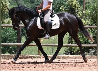 Menorcaanse, Merrie, 5 Jaar, 165 cm, Zwart