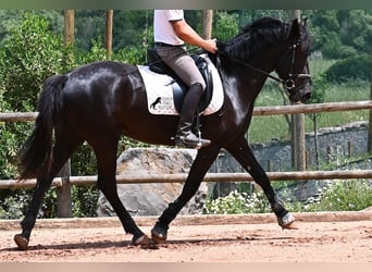 Menorcaanse, Merrie, 5 Jaar, 165 cm, Zwart