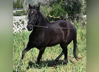 Menorcaanse, Merrie, 5 Jaar, 167 cm, Zwart