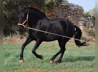 Menorcaanse, Merrie, 6 Jaar, 154 cm, Zwart