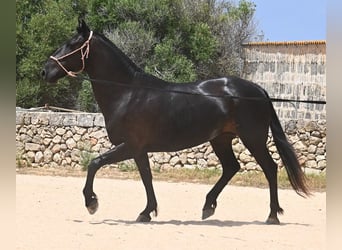 Menorcaanse, Merrie, 6 Jaar, 158 cm, Zwart