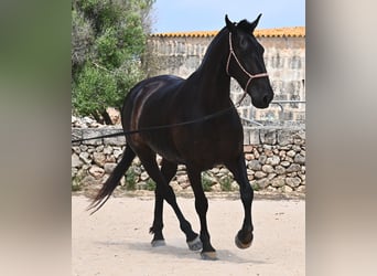 Menorcaanse, Merrie, 6 Jaar, 158 cm, Zwart