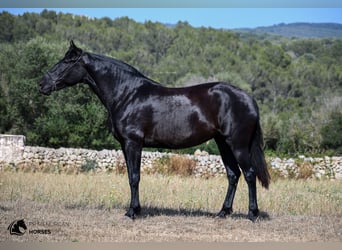 Menorcaanse, Merrie, 6 Jaar, 168 cm, Zwart