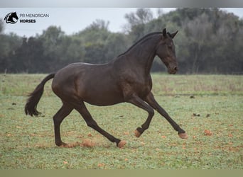 Menorcaanse, Merrie, 7 Jaar, 151 cm, Zwart