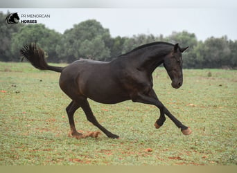 Menorcaanse, Merrie, 7 Jaar, 151 cm, Zwart