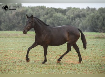 Menorcaanse, Merrie, 7 Jaar, 151 cm, Zwart