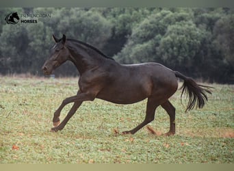 Menorcaanse, Merrie, 7 Jaar, 151 cm, Zwart