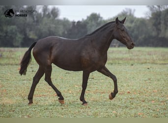 Menorcaanse, Merrie, 7 Jaar, 151 cm, Zwart