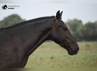 Menorcaanse, Merrie, 7 Jaar, 151 cm, Zwart