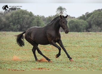 Menorcaanse, Merrie, 7 Jaar, 151 cm, Zwart