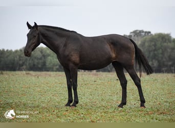 Menorcaanse, Merrie, 7 Jaar, 151 cm, Zwart