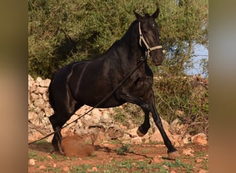 Menorcaanse, Merrie, 8 Jaar, 160 cm, Zwart