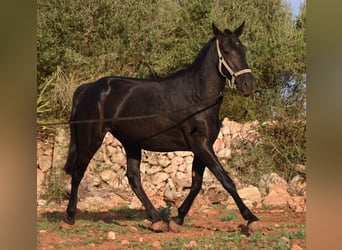 Menorcaanse, Merrie, 8 Jaar, 160 cm, Zwart