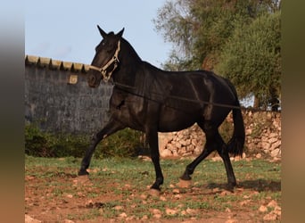 Menorcaanse, Merrie, 8 Jaar, 160 cm, Zwart