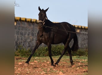 Menorcaanse, Merrie, 8 Jaar, 160 cm, Zwart