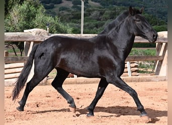 Menorcaanse, Merrie, 8 Jaar, 160 cm, Zwart