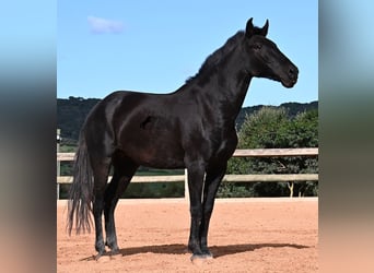 Menorcaanse, Merrie, 8 Jaar, 160 cm, Zwart