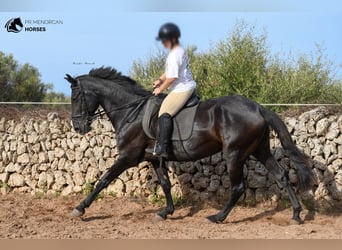 Menorcaanse, Merrie, 8 Jaar, 162 cm, Zwart