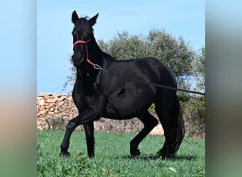 Menorcaanse, Merrie, 9 Jaar, 154 cm, Zwart