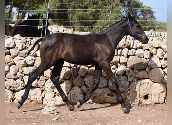 Menorcaanse, Merrie, veulen (02/2023), 155 cm, Zwart