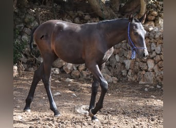 Menorcaanse, Merrie, veulen (02/2023), 155 cm, Zwart