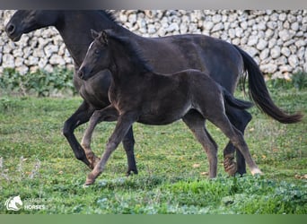 Menorcaanse Mix, Merrie, , 158 cm, Zwart