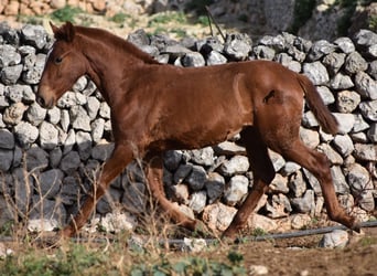 Menorcaanse, Merrie, veulen (04/2024), 160 cm, Vos