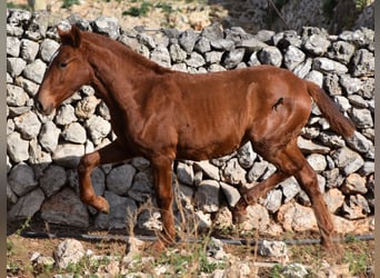 Menorcaanse, Merrie, veulen (04/2024), 160 cm, Vos